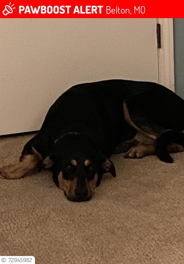 Lost Female Dog last seen 175th between Holmes and State Line, Belton, MO 64012