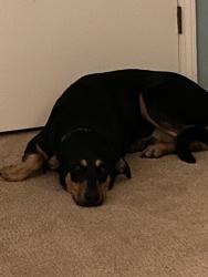 Lost Female Dog last seen 175th between Holmes and State Line, Belton, MO 64012