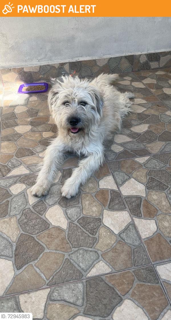 Found/Stray Male Dog last seen Av Quintanaroo, Lote 49 Tultitlan Edo Mex, Tultitlán de Mariano Escobedo, Méx. 
