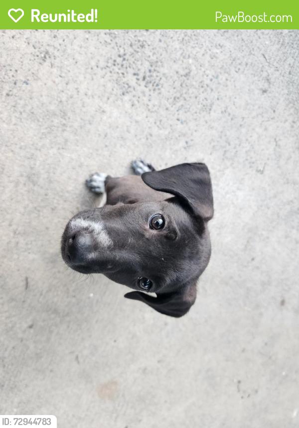Reunited Female Dog last seen Near Rowell Elementary, Fresno, CA 93702