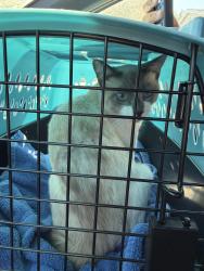 Found/Stray Male Cat last seen N Milan Pl and W Bruce Ave, Anaheim, CA 92801