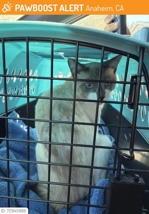 Found/Stray Male Cat last seen N Milan Pl and W Bruce Ave, Anaheim, CA 92801