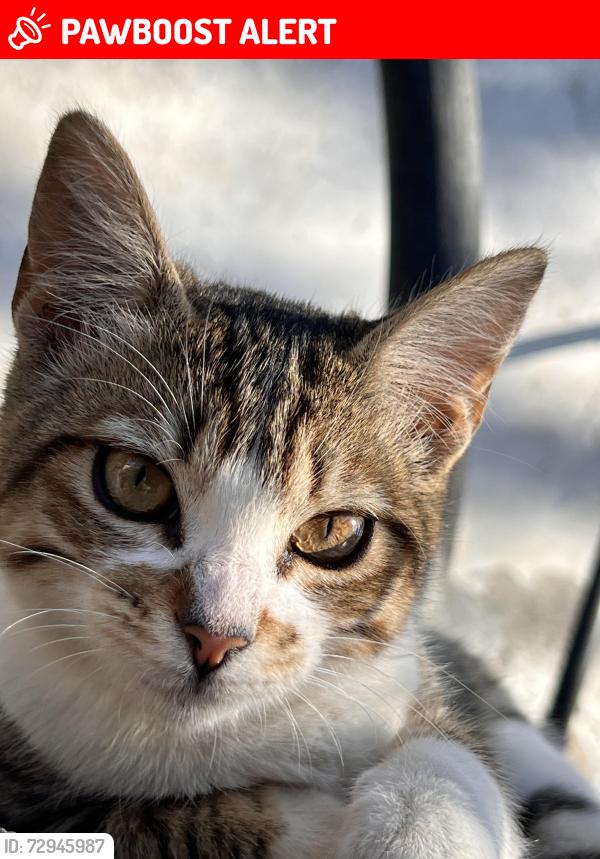 Lost Female Cat last seen Entre calle Emiliano Zapata y Calle 2 de Octubre , La Magdalena Tlaltelulco, Tlax. 90835