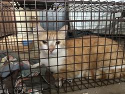 Reunited Male Cat last seen S Alma School Rd, Mesa, AZ, USA, Mesa, AZ 85210