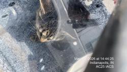 Shelter Stray Female Cat last seen Near , Indianapolis, IN 46221