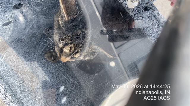 Shelter Stray Female Cat last seen Near , Indianapolis, IN 46221