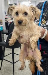 Shelter Stray Male Dog last seen Near BLOCK ROSELAWN ST, DETROIT MI 48238, Detroit, MI 48211