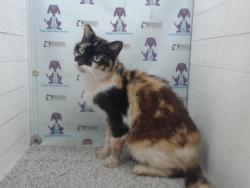 Shelter Stray Female Cat last seen , Orlando, FL 32839
