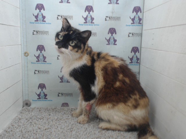 Shelter Stray Female Cat last seen , 2769 Conroy Rd, Orlando, FL 32839, USA