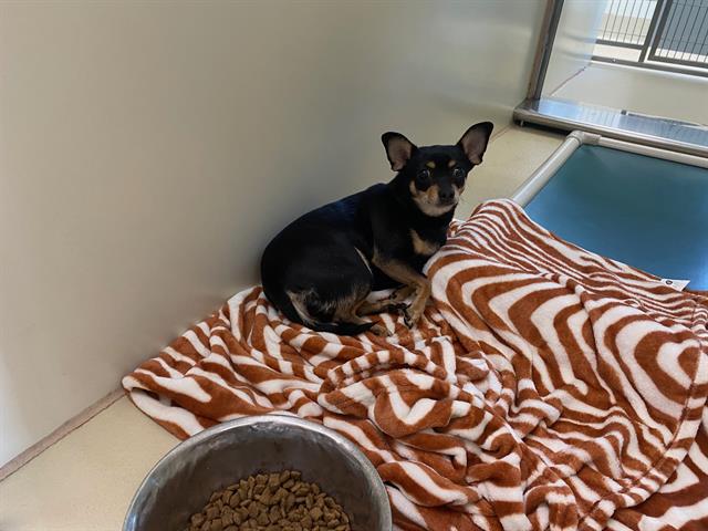 Shelter Stray Female Dog last seen 35TH/MICHIGAN - TIED TO A POLE, Milwaukee, WI 53215