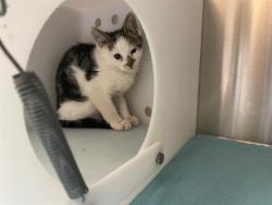 Shelter Stray Unknown Cat last seen Near BLOCK S 24TH ST, Milwaukee, WI 53215