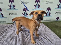 Shelter Stray Male Dog last seen , Orlando, FL 32839