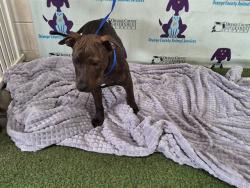 Shelter Stray Male Dog last seen , Orlando, FL 32839