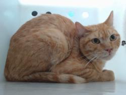 Shelter Stray Male Cat last seen Near BLOCK HIGH RANGE SW, Albuquerque, NM 87121