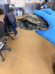 Shelter Stray Unknown Reptile last seen PEARLWOOD ST AND SPRUCE ST, Chula Vista, CA 91911
