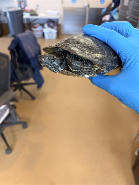 Shelter Stray Unknown Reptile last seen PEARLWOOD ST AND SPRUCE ST, Chula Vista, CA 91911