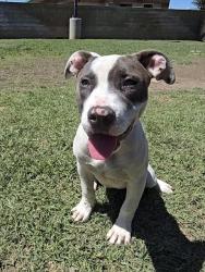 Shelter Stray Female Dog last seen Near BLOCK REYNOLDS RD, RIVERSIDE, CA, Jurupa Valley, CA 92509