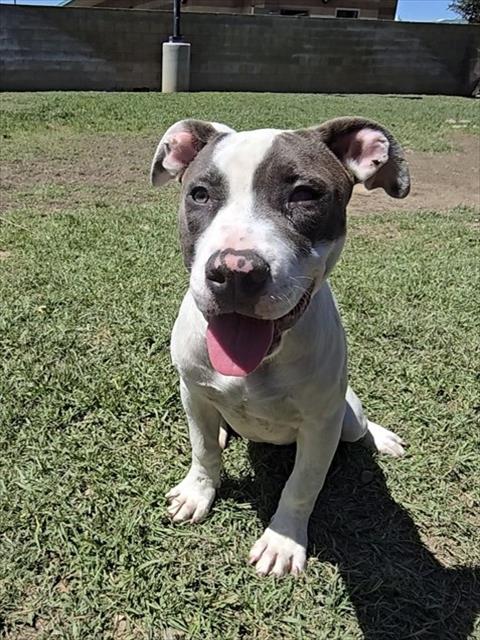 Shelter Stray Female Dog last seen Near BLOCK REYNOLDS RD, RIVERSIDE, CA, Jurupa Valley, CA 92509