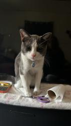 Reunited Male Cat last seen Willowbrook ave and Wilmigton ave, Compton, CA 90222
