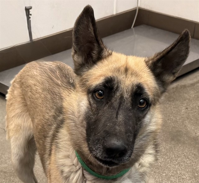 Shelter Stray Male Dog last seen , Tucson, AZ 85745