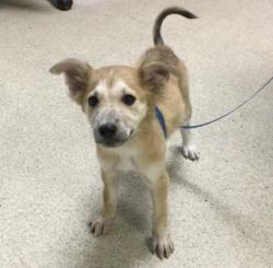 Shelter Stray Female Dog last seen Near BLOCK GLENBROOK ST, RIVERSIDE CA 92503, Jurupa Valley, CA 92509