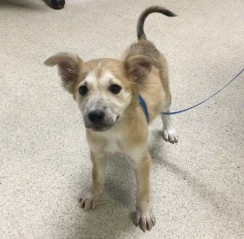 Shelter Stray Female Dog last seen Near BLOCK GLENBROOK ST, RIVERSIDE CA 92503, Jurupa Valley, CA 92509