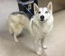 Shelter Stray Female Dog last seen JURUPA RD & BETHEL RD JURUPA VALLEY, CA 92509, Jurupa Valley, CA 92509