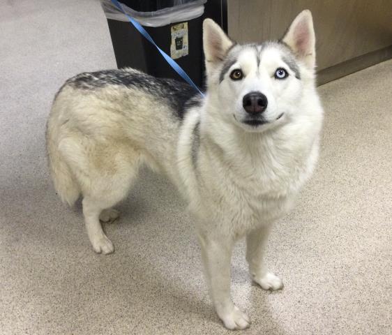 Shelter Stray Female Dog last seen JURUPA RD & BETHEL RD JURUPA VALLEY, CA 92509, Jurupa Valley, CA 92509