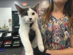 Shelter Stray Male Cat last seen Near BLOCK VIA ALDEA INDIO CA 92201, Thousand Palms, CA 92276