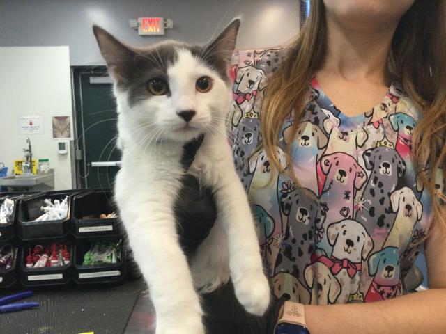 Shelter Stray Male Cat last seen Near BLOCK VIA ALDEA INDIO CA 92201, Thousand Palms, CA 92276