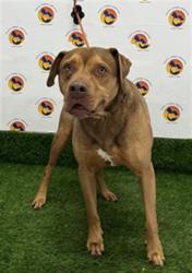 Shelter Stray Male Dog last seen MOONLAKE RD, Land O' Lakes, FL 34638