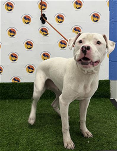 Shelter Stray Male Dog last seen Near BLOCK US-19 N, Land O' Lakes, FL 34638