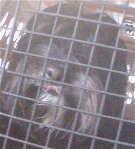 Shelter Stray Male Dog last seen BLUEVINE SKY DRIVE AND BILLOWY JAUNT DRIVE   (CONNERTON), Land O' Lakes, FL 34638