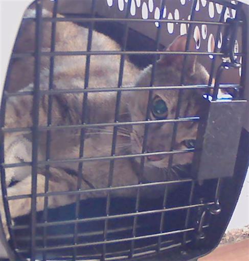 Shelter Stray Female Cat last seen Near BLOCK CRABTRAP CT, Land O' Lakes, FL 34638
