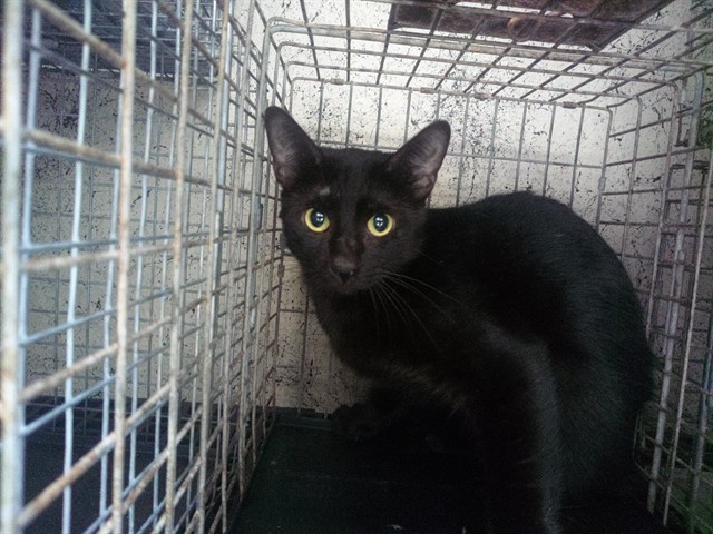 Shelter Stray Unknown Cat last seen Near BLOCK N ANDREWS AV, WILTON MANORS FL 33311, Davie, FL 33312