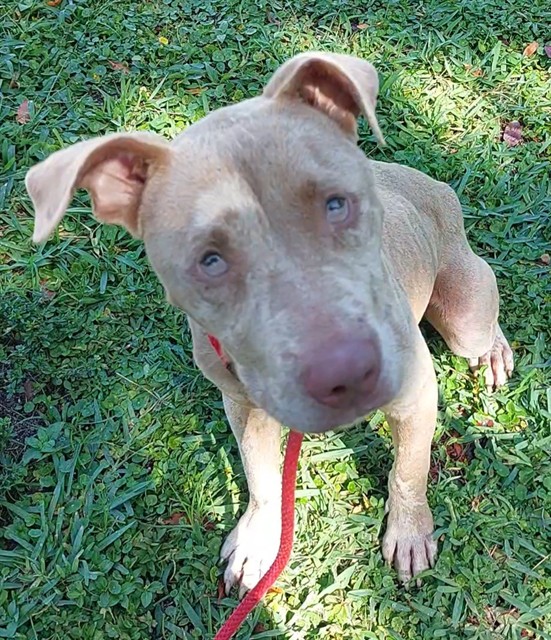 Shelter Stray Male Dog last seen Near BLOCK NW 26 AV, FORT LAUDERDALE FL 33311, Davie, FL 33312