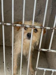 Shelter Stray Male Dog last seen Near BLOCK SW 46TH ST, OKLAHOMA CITY OK 73119, Oklahoma City, OK 73129