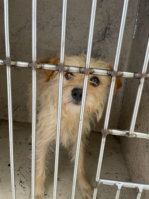 Shelter Stray Male Dog last seen Near BLOCK SW 46TH ST, OKLAHOMA CITY OK 73119, Oklahoma City, OK 73129