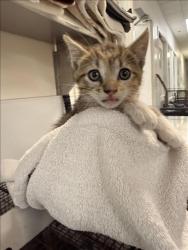 Shelter Stray Female Cat last seen , Los Angeles, CA 90047