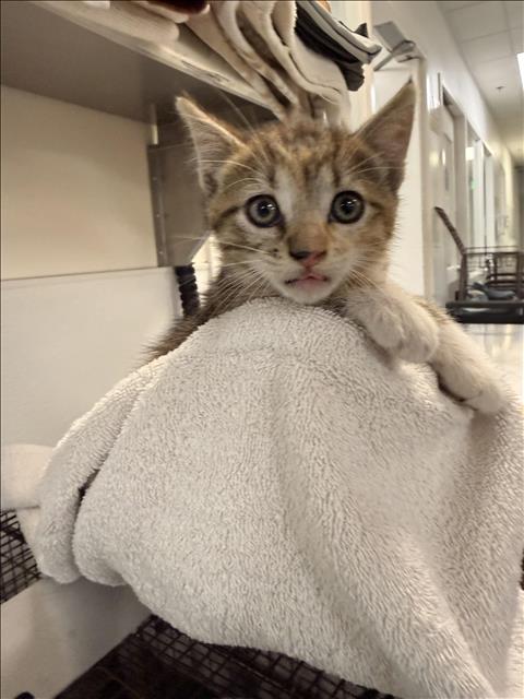Shelter Stray Female Cat last seen , Los Angeles, CA 90047