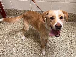 Shelter Stray Male Dog last seen Near BLOCK RICE DR, COLORADO SPRINGS CO 80905, Colorado Springs, CO 80905