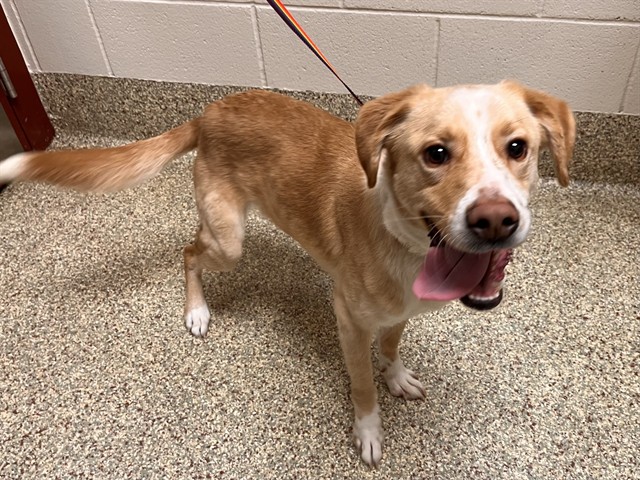 Shelter Stray Male Dog last seen Near BLOCK RICE DR, COLORADO SPRINGS CO 80905, Colorado Springs, CO 80905