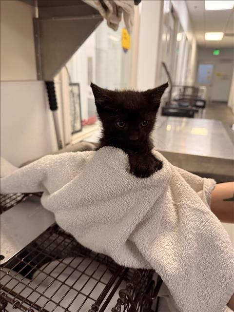 Shelter Stray Male Cat last seen , Los Angeles, CA 90047