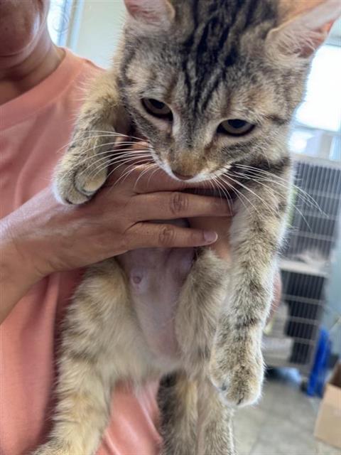 Shelter Stray Female Cat last seen , San Antonio, TX 78227