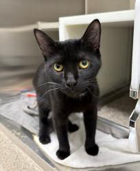 Shelter Stray Male Cat last seen MCKENZIE & GLENDALE IN DACONO, Brighton, CO 80601