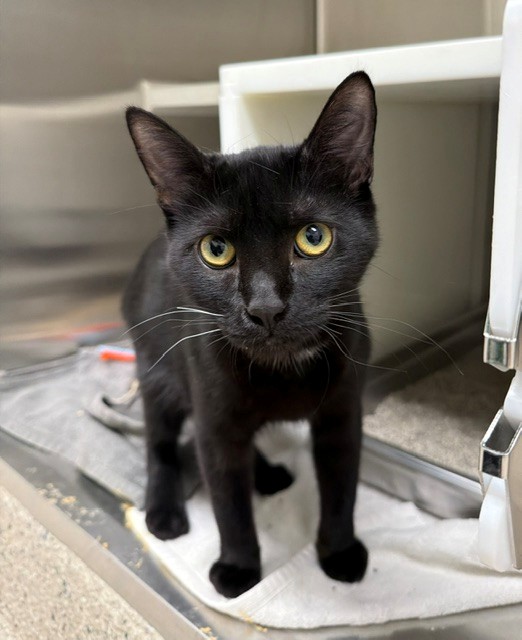 Shelter Stray Male Cat last seen MCKENZIE & GLENDALE IN DACONO, Brighton, CO 80601