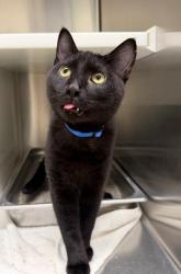 Shelter Stray Male Cat last seen MCKENZIE & GLENDALE IN DACONO, Brighton, CO 80601