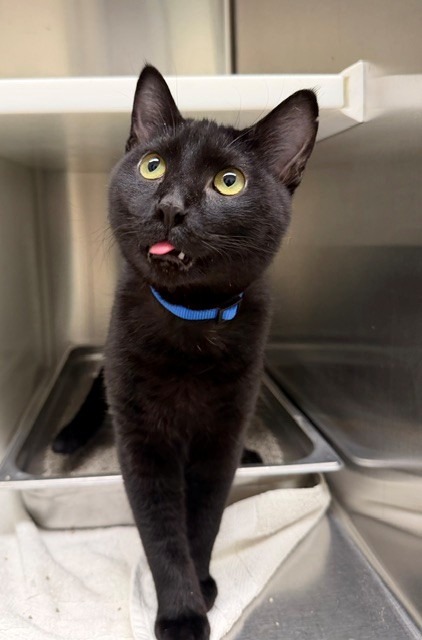 Shelter Stray Male Cat last seen MCKENZIE & GLENDALE IN DACONO, Brighton, CO 80601