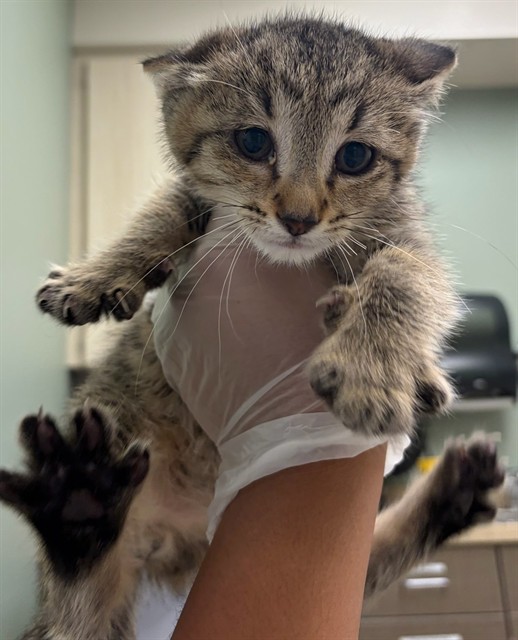 Shelter Stray Male Cat last seen Near BLOCK E 100TH AVE, Brighton, CO 80601