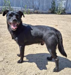 Shelter Stray Male Dog last seen Near BLOCK N ALFORD ST, RIDGECREST CA 93555, Bakersfield, CA 93308
